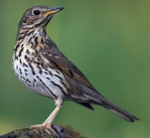 ᐈ Дрізд співочий (Turdus philomelos) | Discover.in.ua